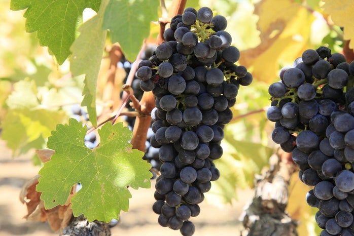Alexandra R vineyard grape bunches?width=698&height=466&fit=crop&auto=webp