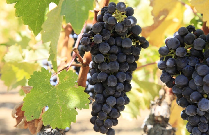 Alexandra R vineyard grape bunches?width=719&height=464&fit=crop&auto=webp