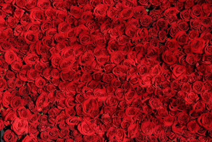 bed of roses