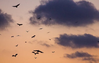 bats flying against a sunset