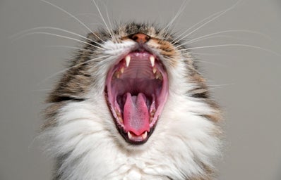 yawning cat with tongue