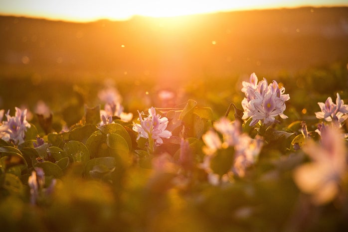 flowers at sunset