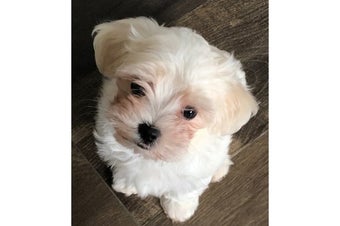 white puppy