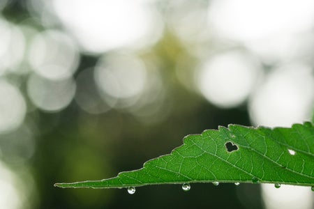 Leaf with water droplets