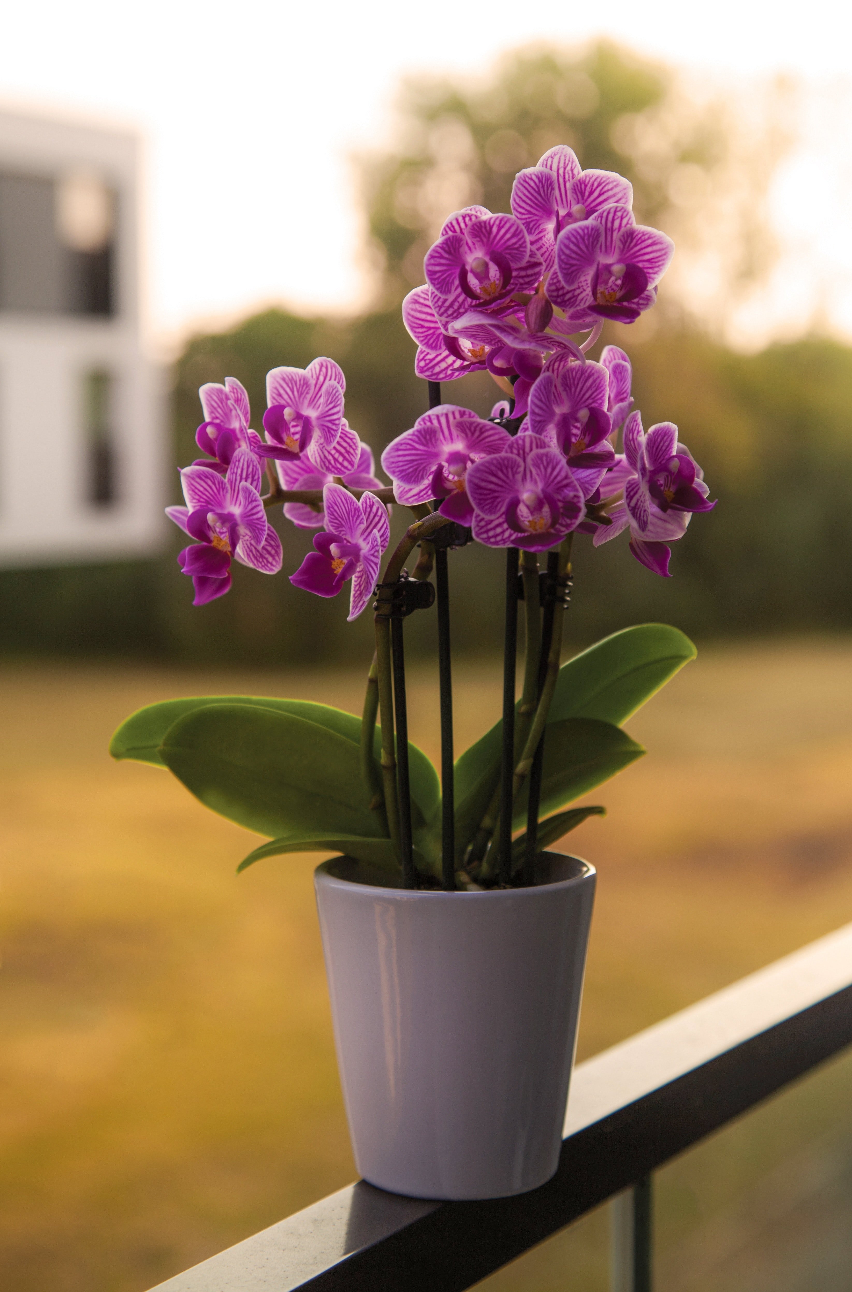 Orchids Are Sprouting From The Floorboards