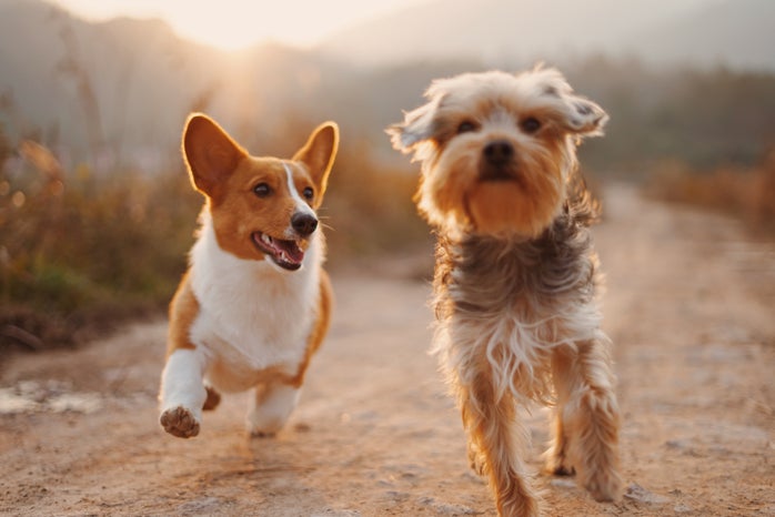 two dogs running at sunset in a field