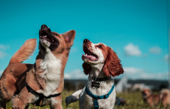 two brown and white dogs in a field outside?width=719&height=464&fit=crop&auto=webp