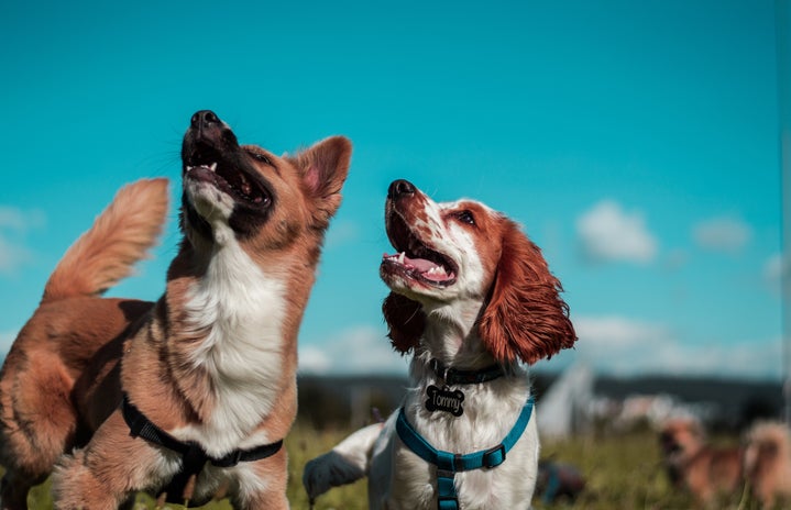 two brown and white dogs in a field outside