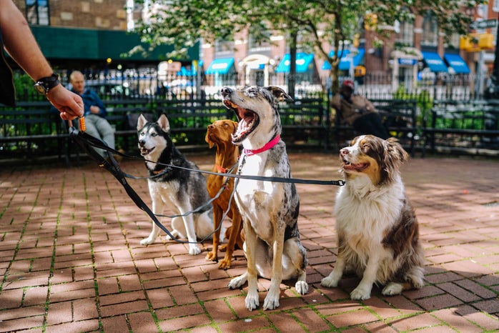 Dogs outside in NYC park