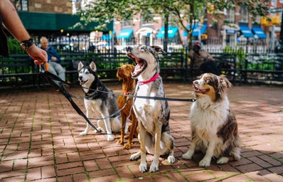 Dogs outside in NYC park