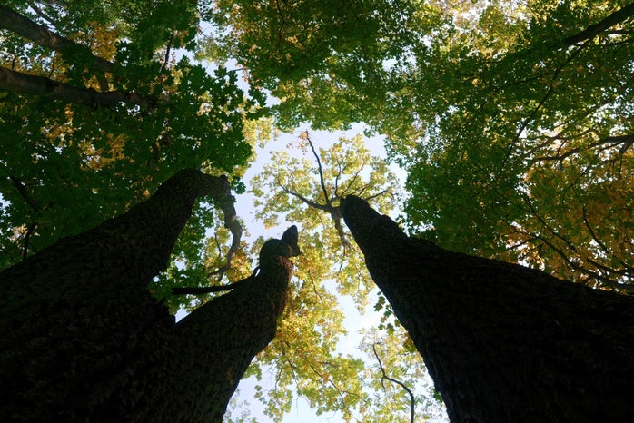 low angle of green trees