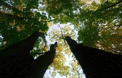 low angle of green trees