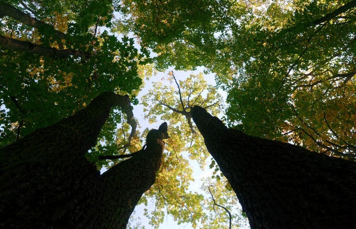 low angle of green trees