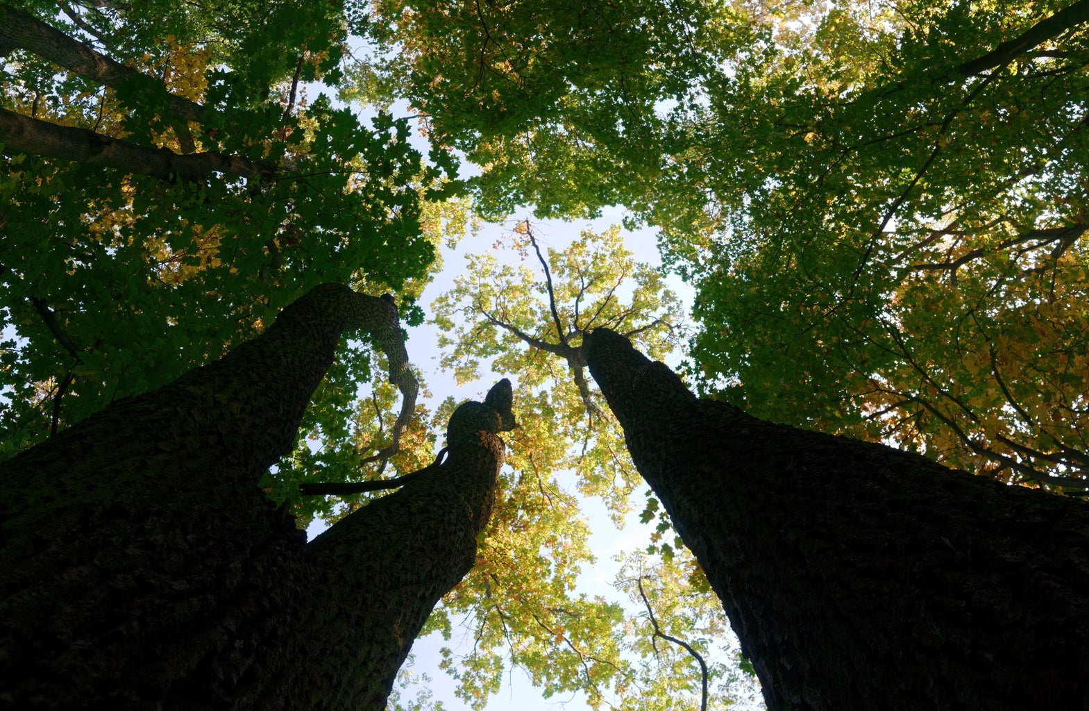 low angle of green trees