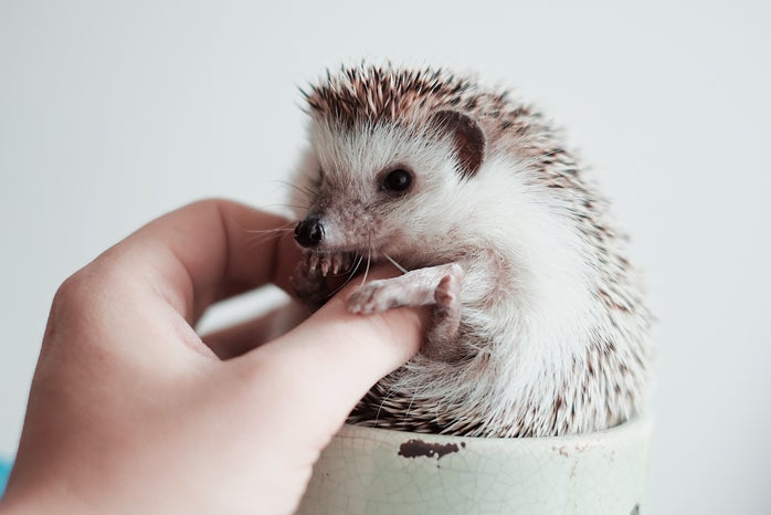 hedgehog in a cup