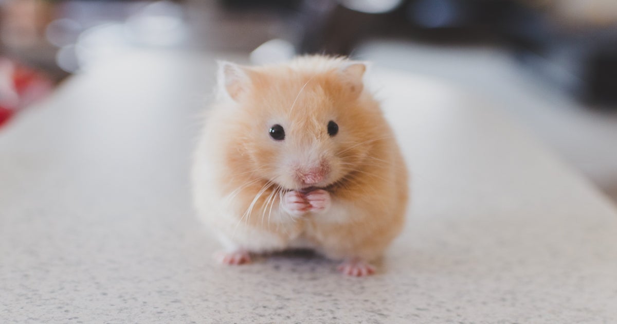 Rodents and roaches