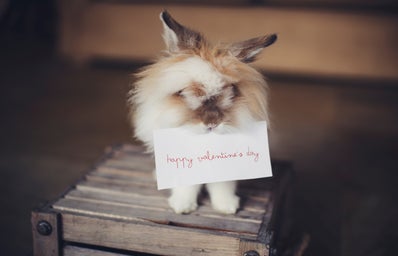 bunny holding card