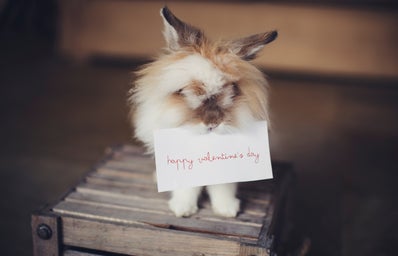 bunny holding card