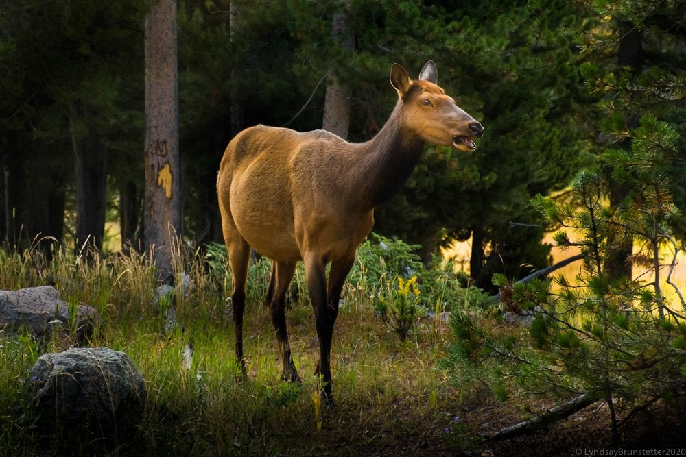 moose in Yosemite National Park