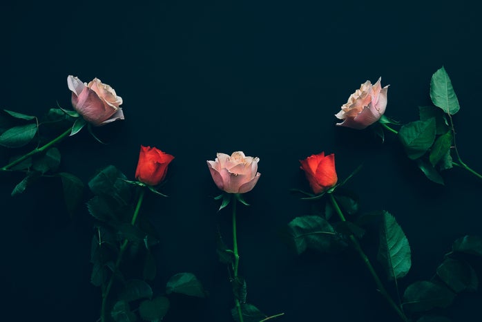 roses on black background
