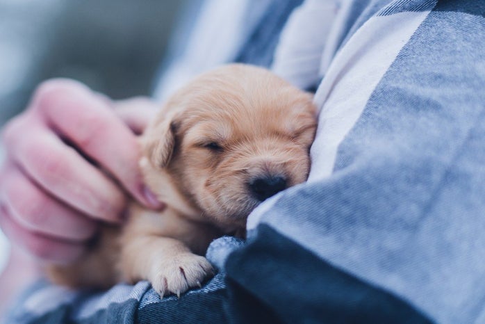 Man holding puppy