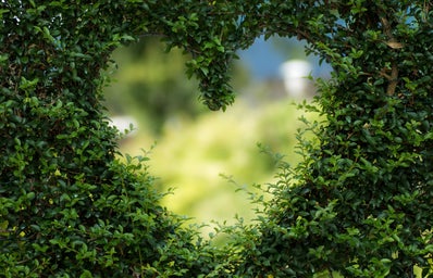 heart shape cut into a bush