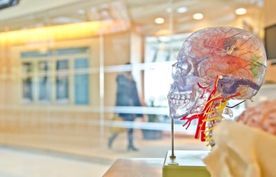 Brain photo for profile on a biopsychology professor