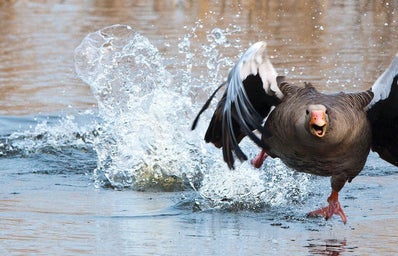 Goose in water running at camera