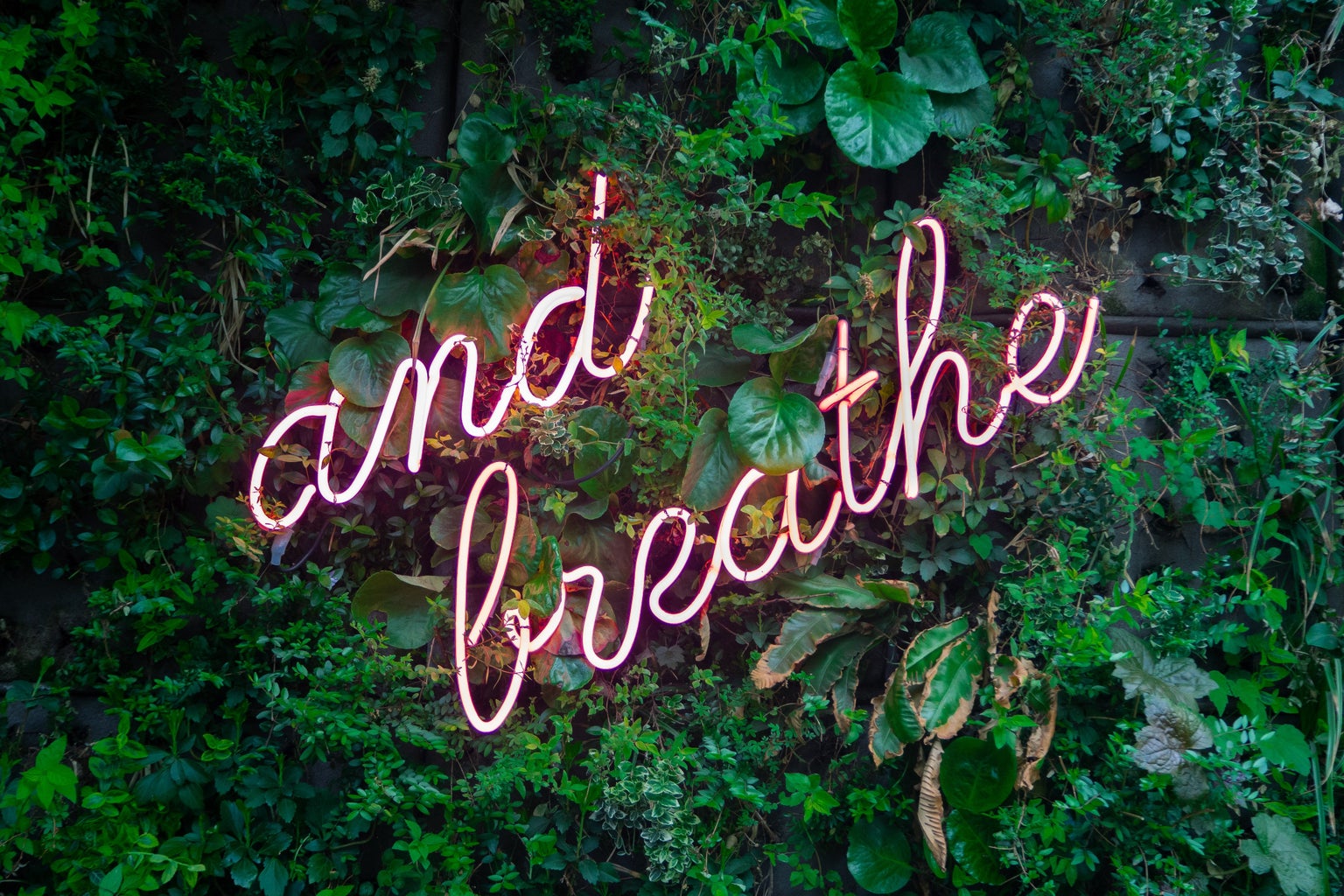 a pink neon "and breathe" sign over a plant wall
