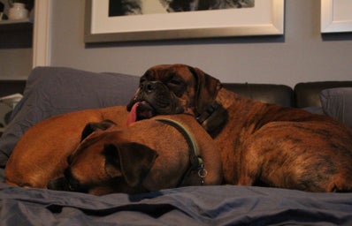 two dogs cuddling