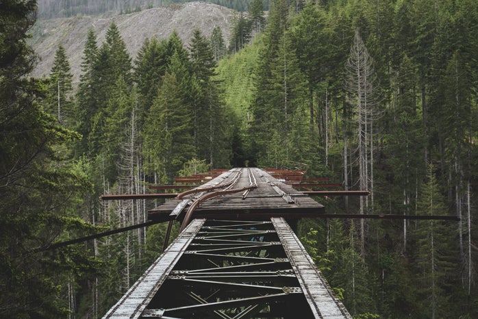 bridge surrounded by trees