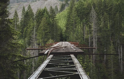 bridge surrounded by trees