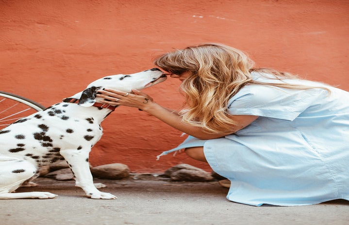 woman petting dalmatian?width=719&height=464&fit=crop&auto=webp