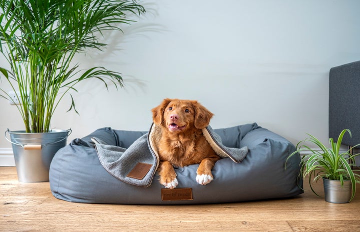 smiling puppy in dog bed by jamie street