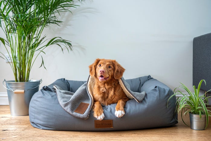 smiling puppy in dog bed by jamie street