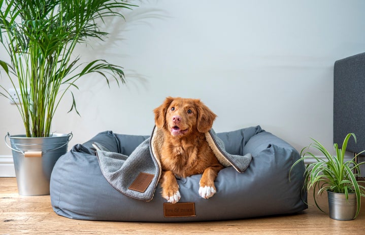 smiling puppy in dog bed by jamie street