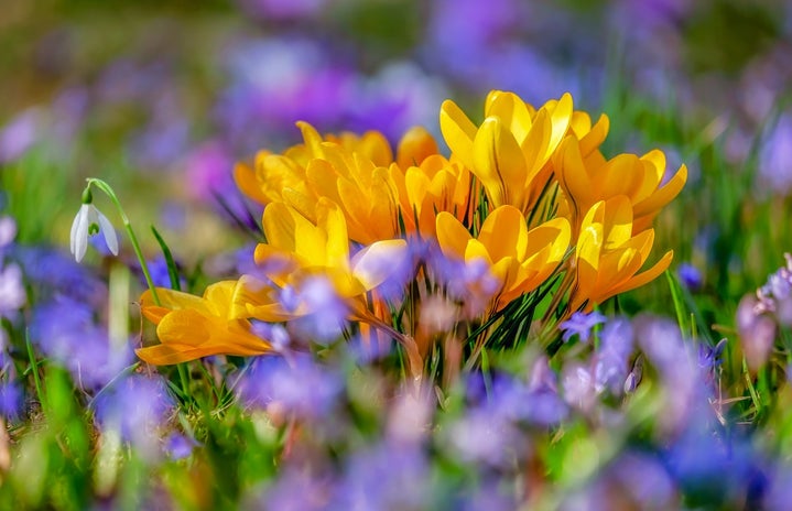 photo of yellow crocus flower blossoms