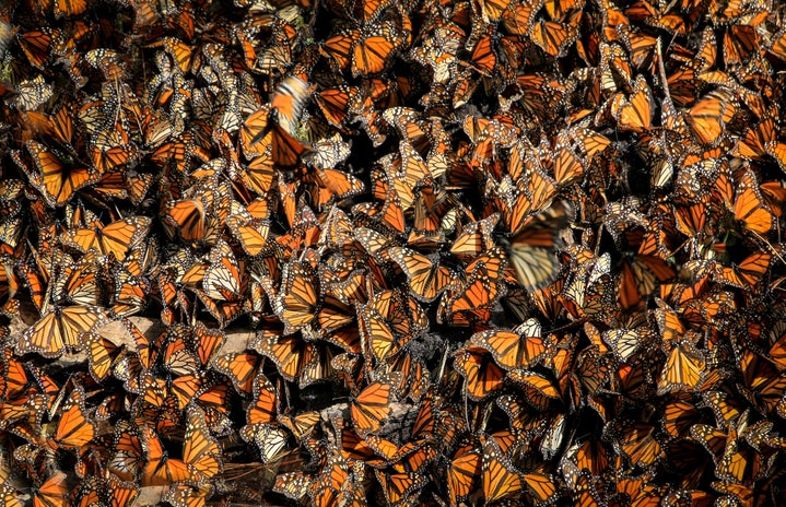 Mexican Monarch butterflies