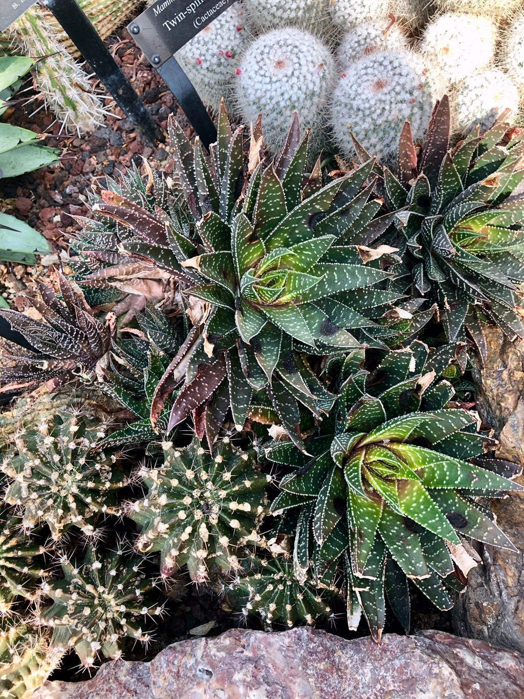 Star shaped cactus at the Chicago Botanic Garden