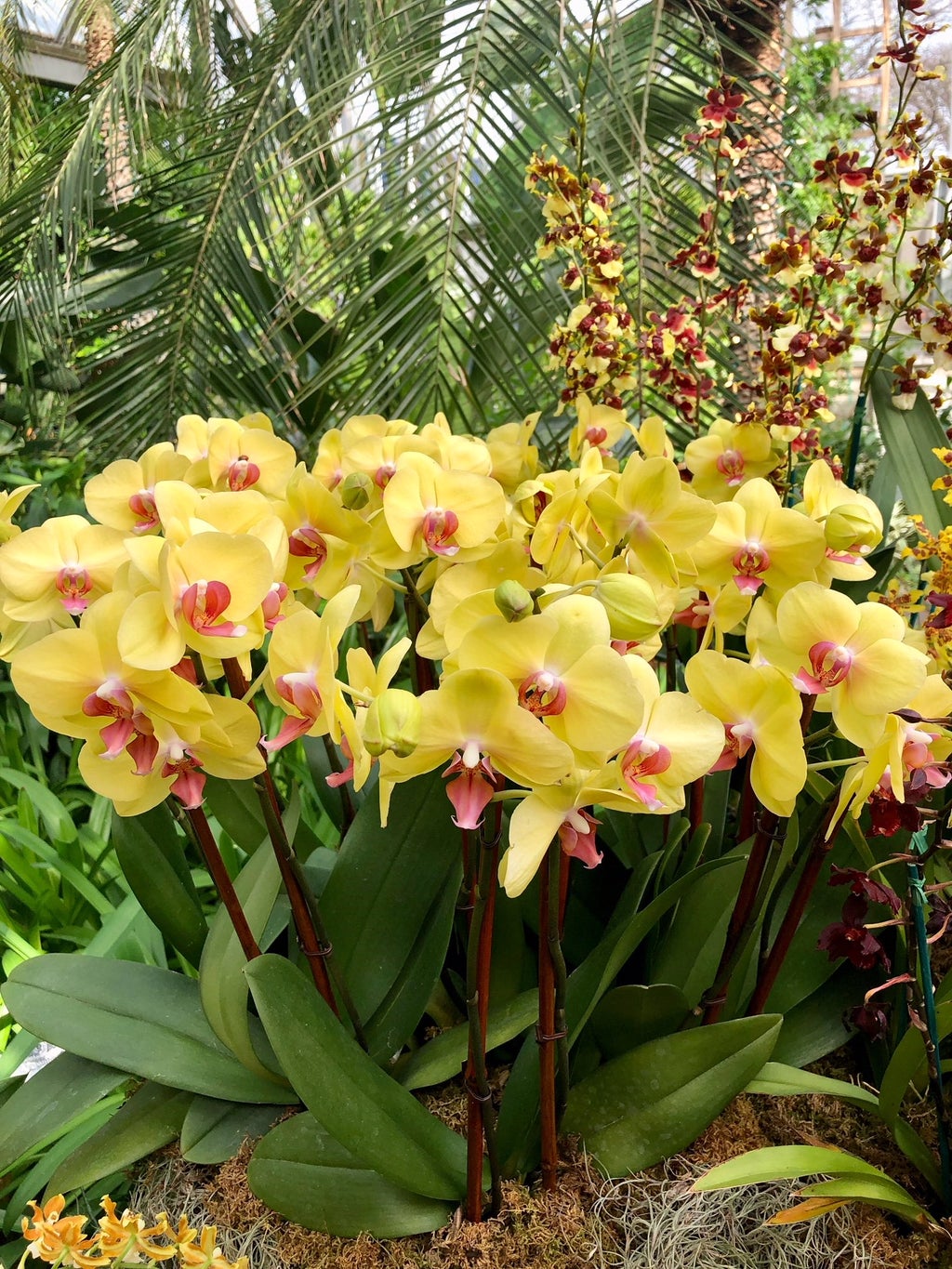 Yellow orchids at Chicago Botanic Gardens