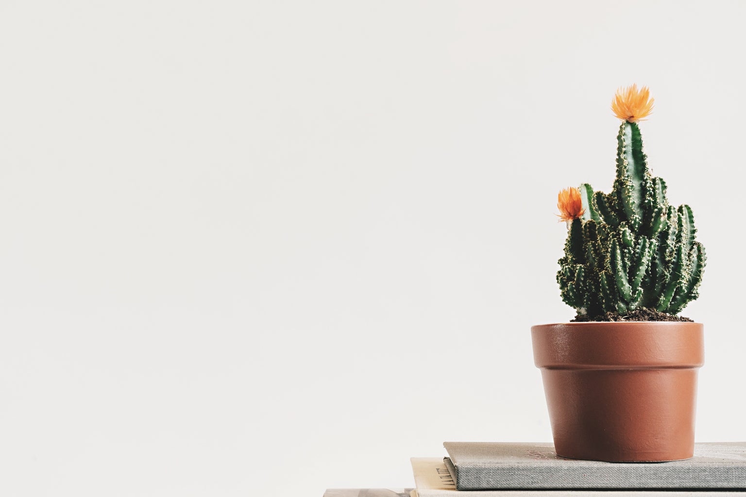 green cactus on a book