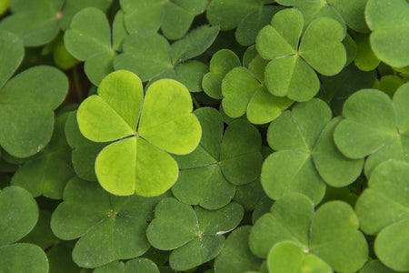 a cluster of shamrocks