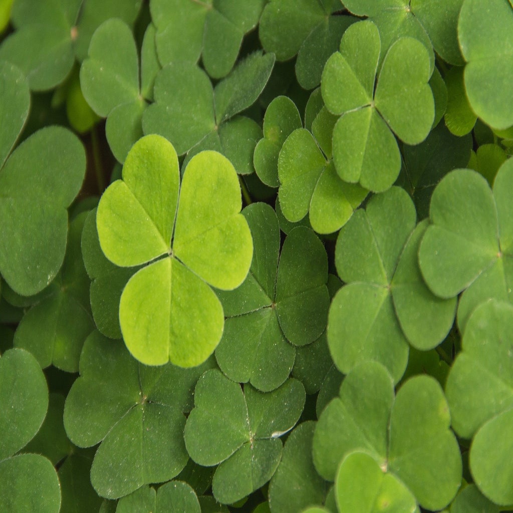 a cluster of shamrocks