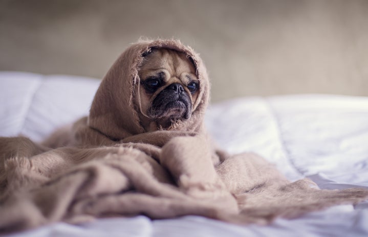 pug in a blanket