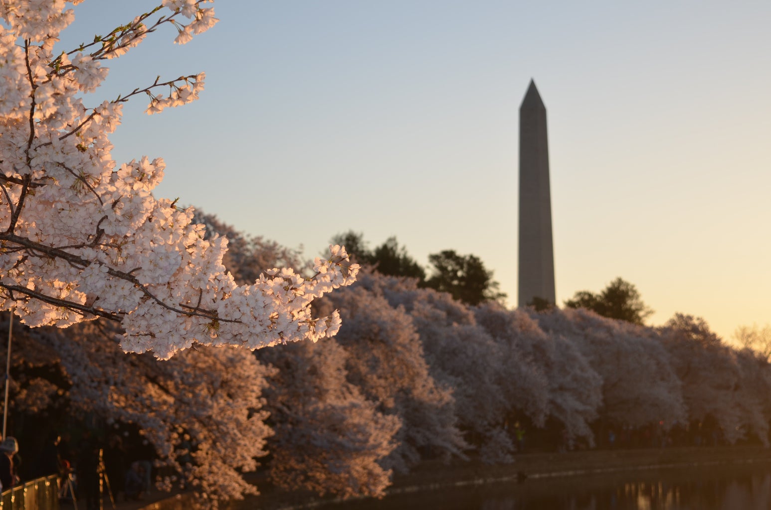 cherry blossom trees with the Washington Monument in the background