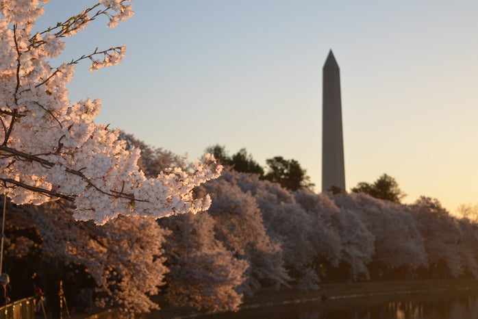 cherry blossom trees with the Washington Monument in the background