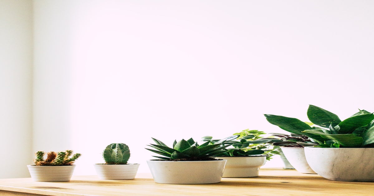 5 Air-Purifying Plants to Freshen Up Your Room