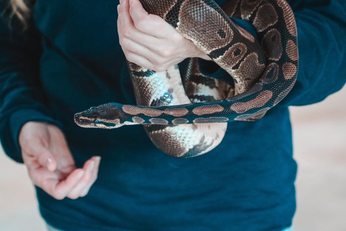 Holding snake