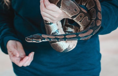 Holding snake
