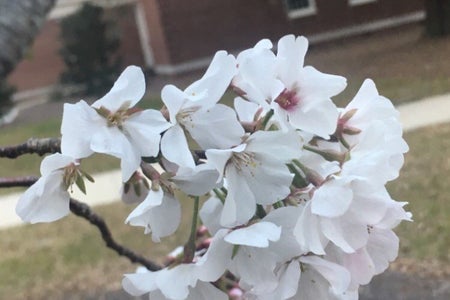 white flowers